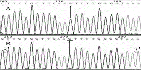 Hypertension susceptibility gene locus rs11553681 and detection method thereof