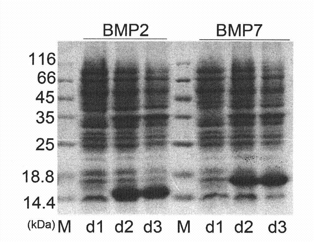 Method for expressing recombinant human bone morphogenetic protein in insect cell