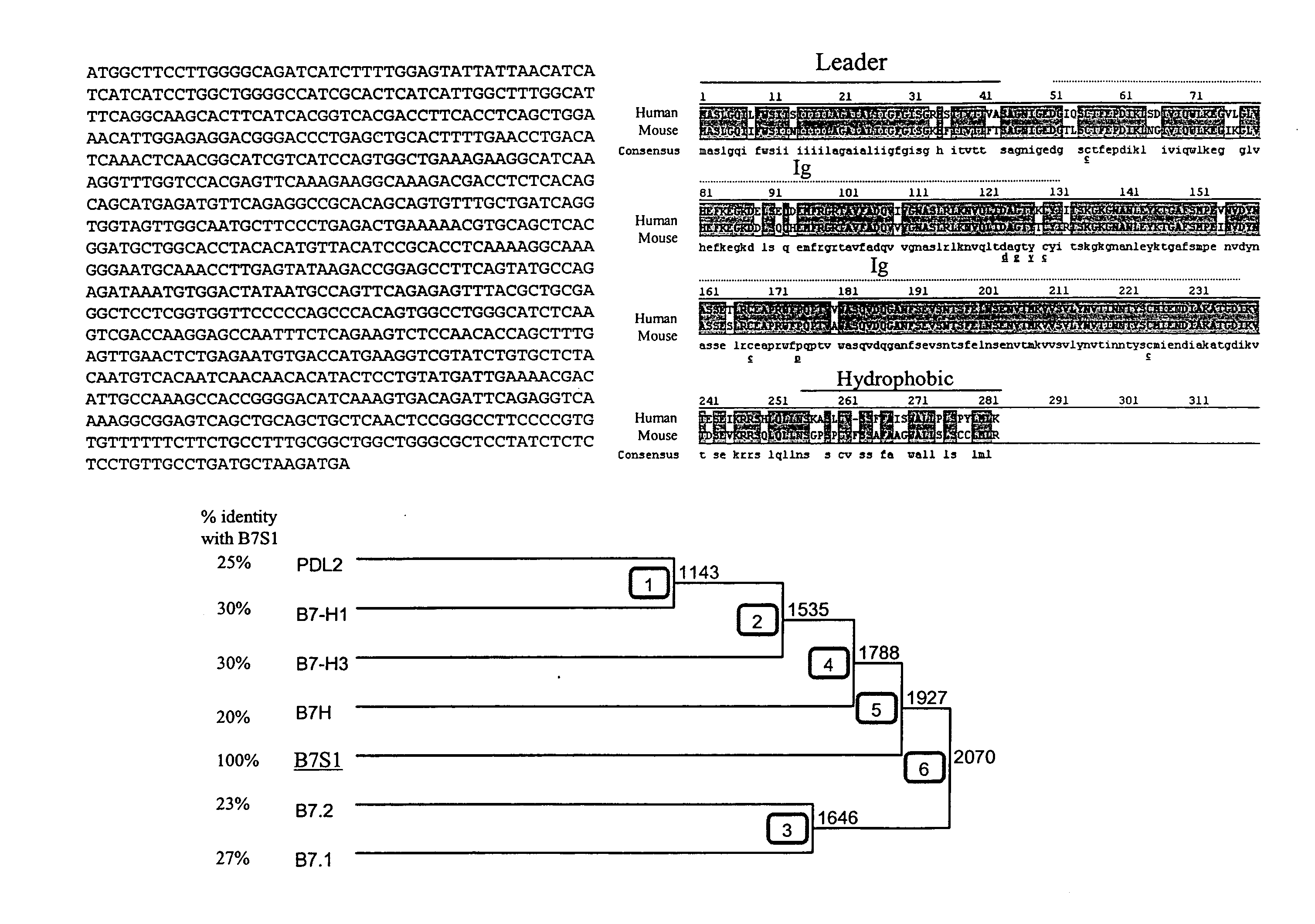 B7S1: an immune modulator