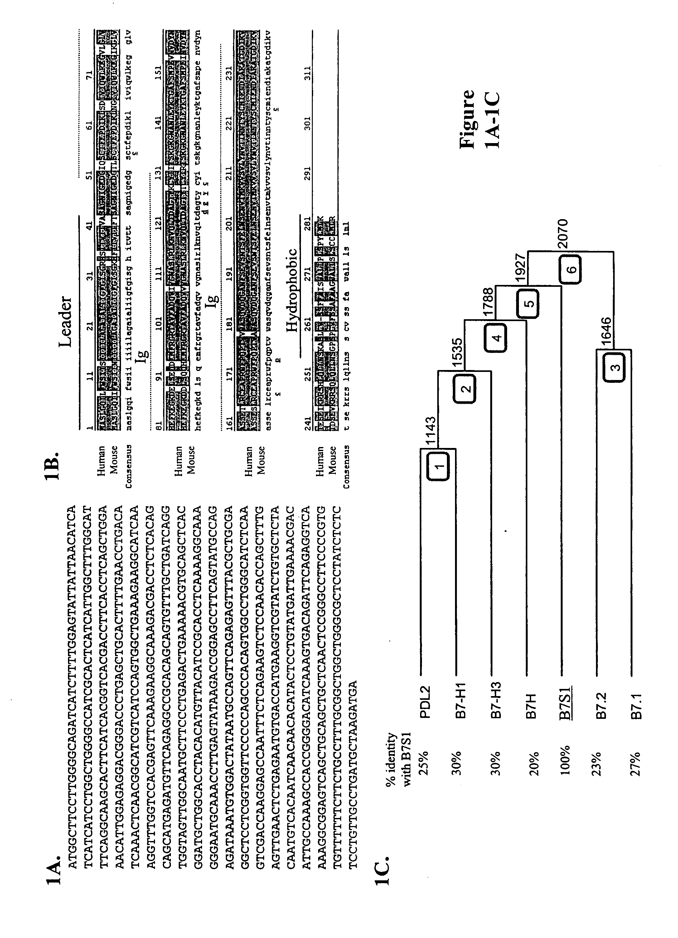 B7S1: an immune modulator