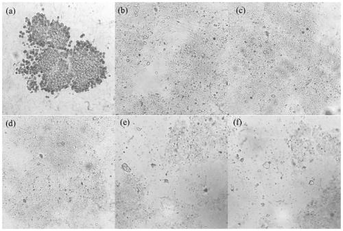 Method for increasing amount of hydrogen produced through mixing of kitchen waste and blue-green algae through pretreatment