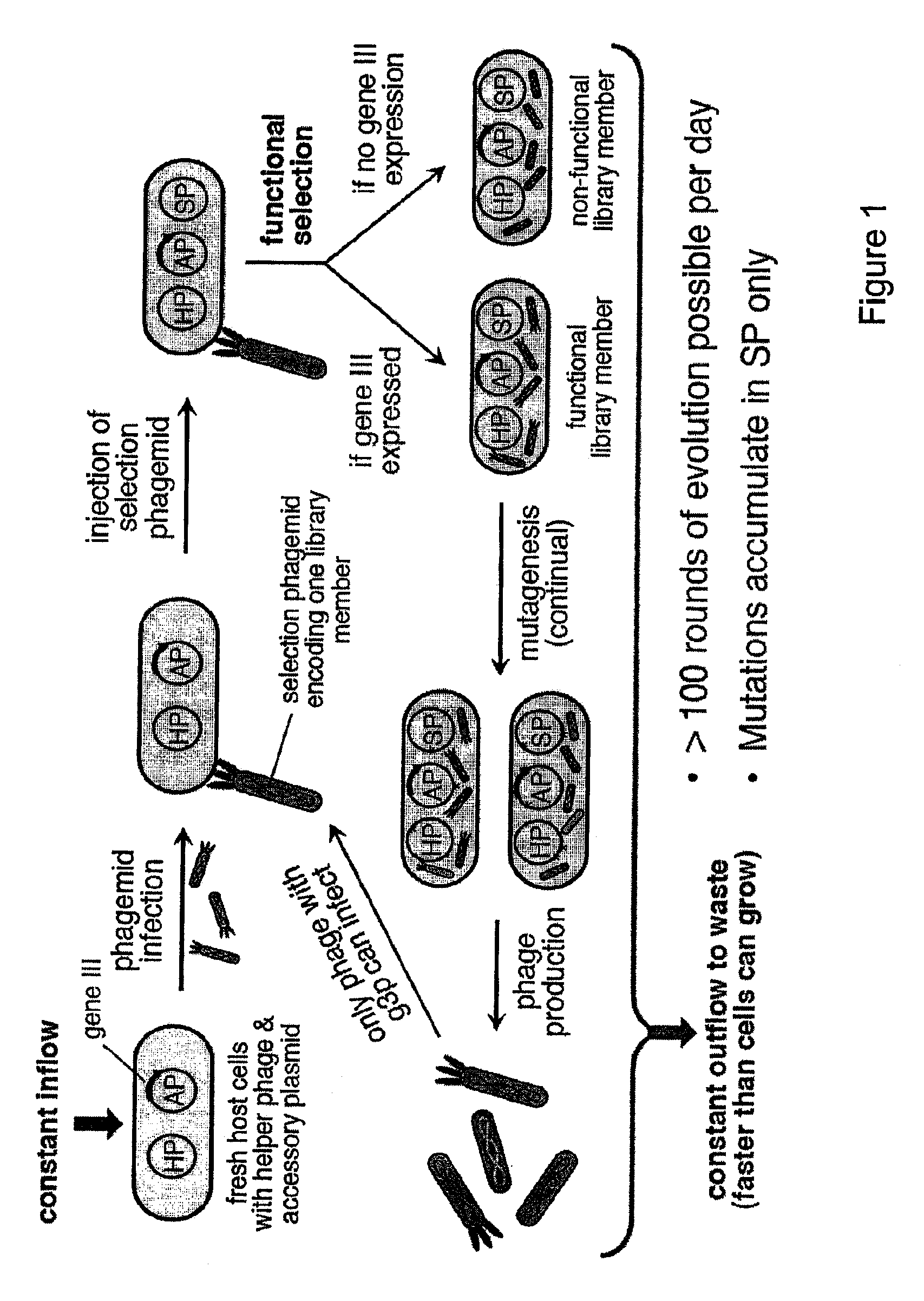 Continuous directed evolution of proteins and nucleic acids