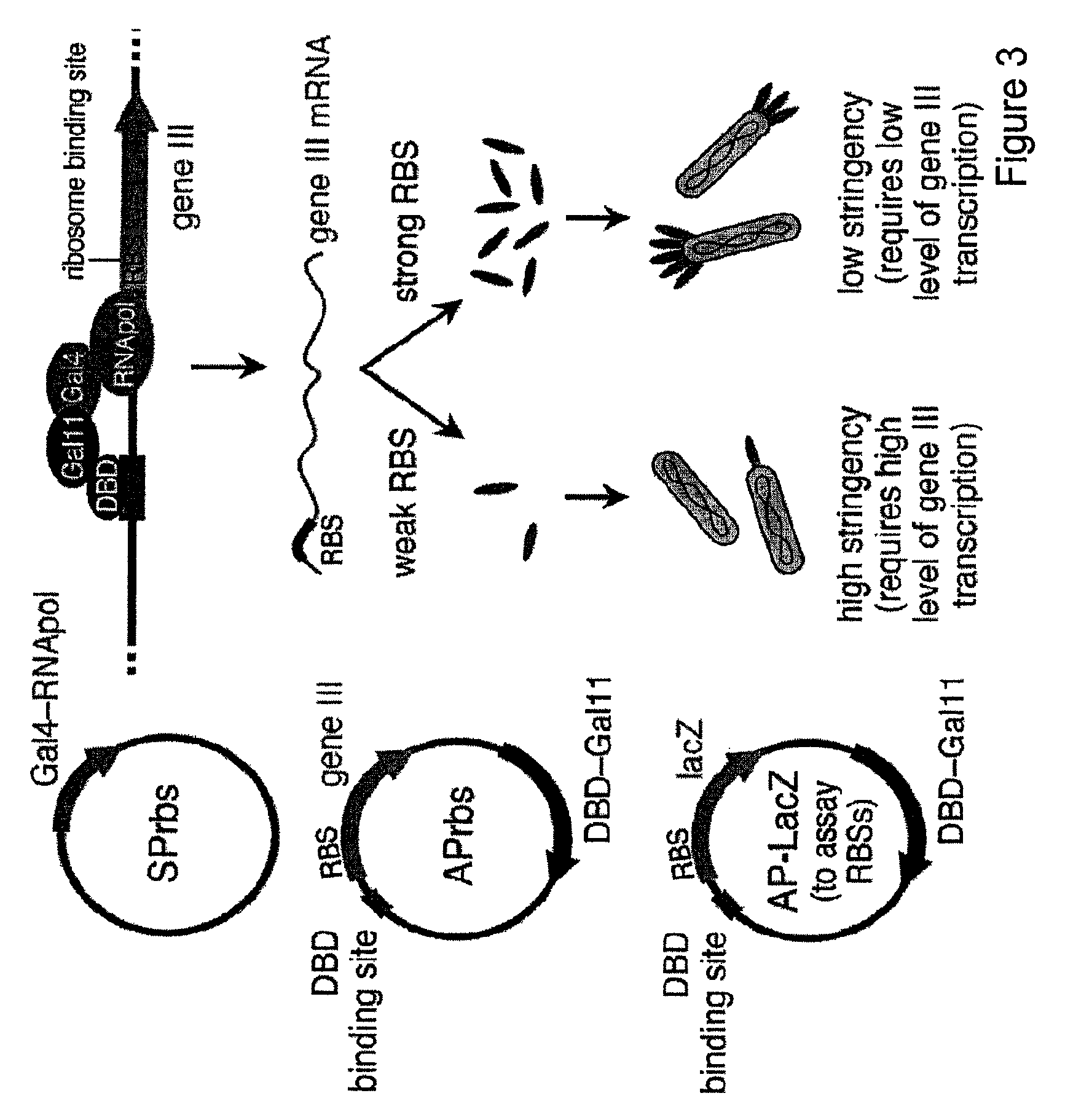 Continuous directed evolution of proteins and nucleic acids