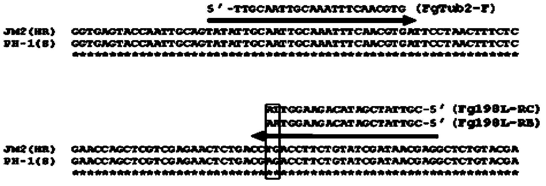 Primer and method for detecting fusarium graminearum with high resistance to carbendazim