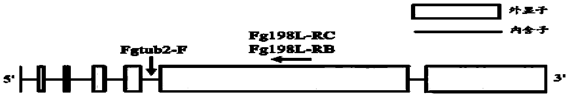 Primer and method for detecting fusarium graminearum with high resistance to carbendazim