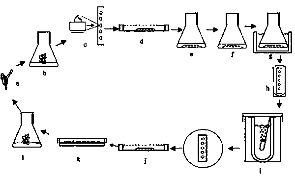 Ultralow-temperature storing, thawing and recultivating method for micro-stem tips of plants