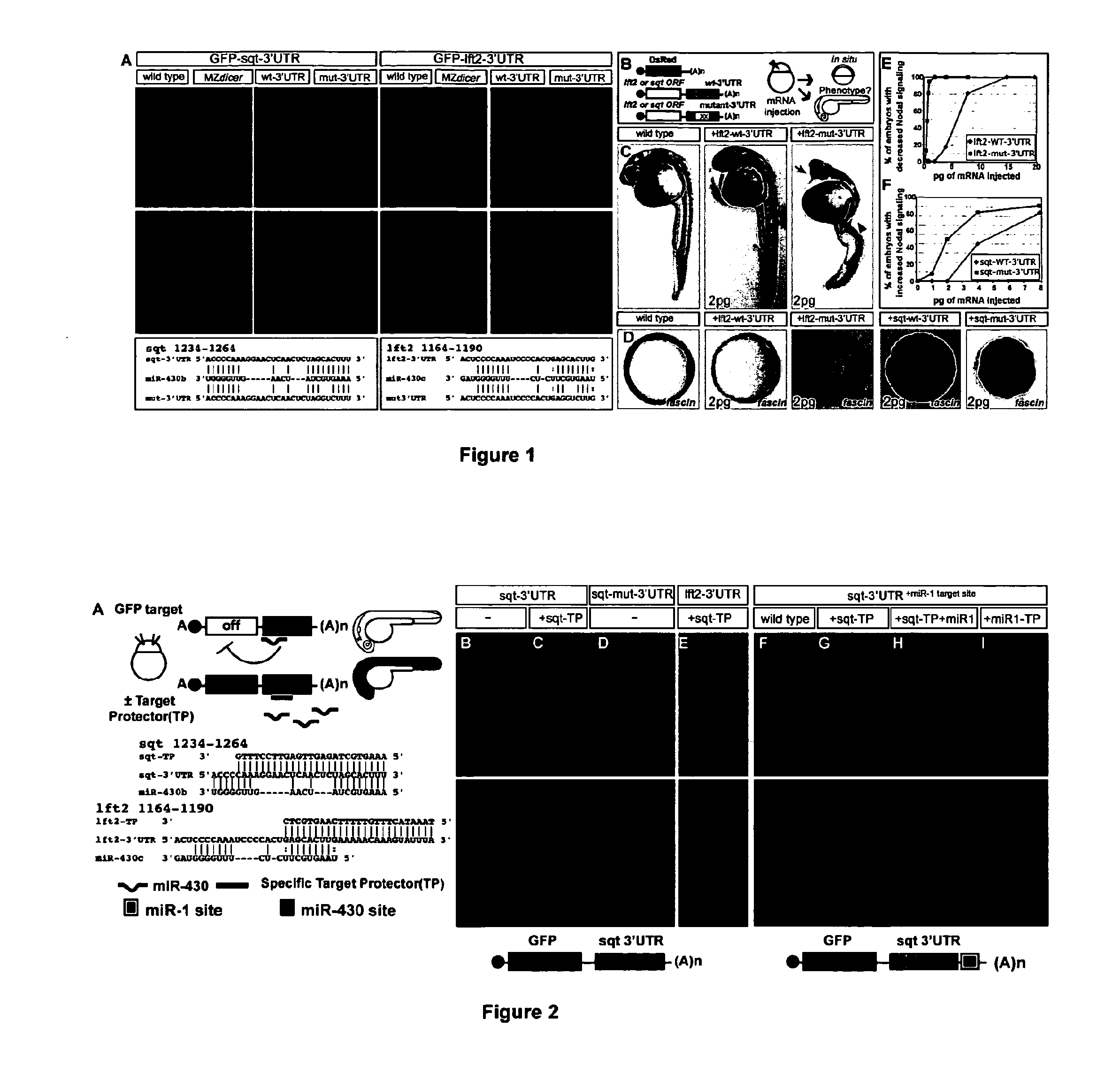 Methods of increasing gene expression through RNA protection