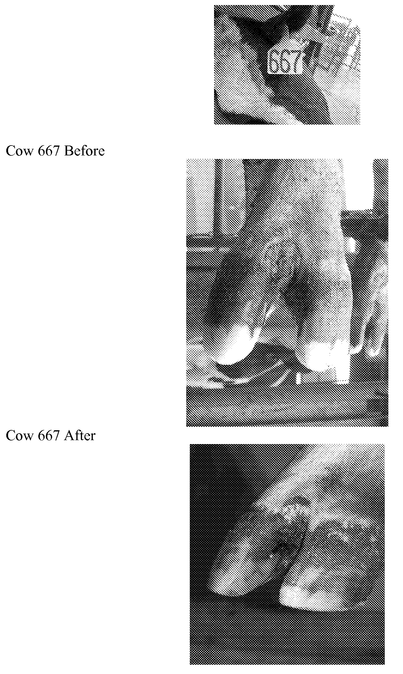 Compositions and methods for treating hoof diseases