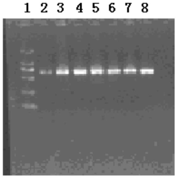 Genes related to drug resistance of snakehead intestines and their applications