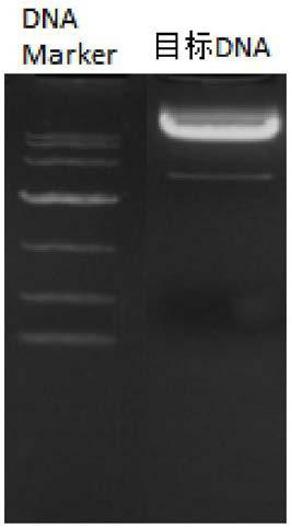 Poly-clonal antibody for specifically identifying protein A, as well as preparation method and application thereof