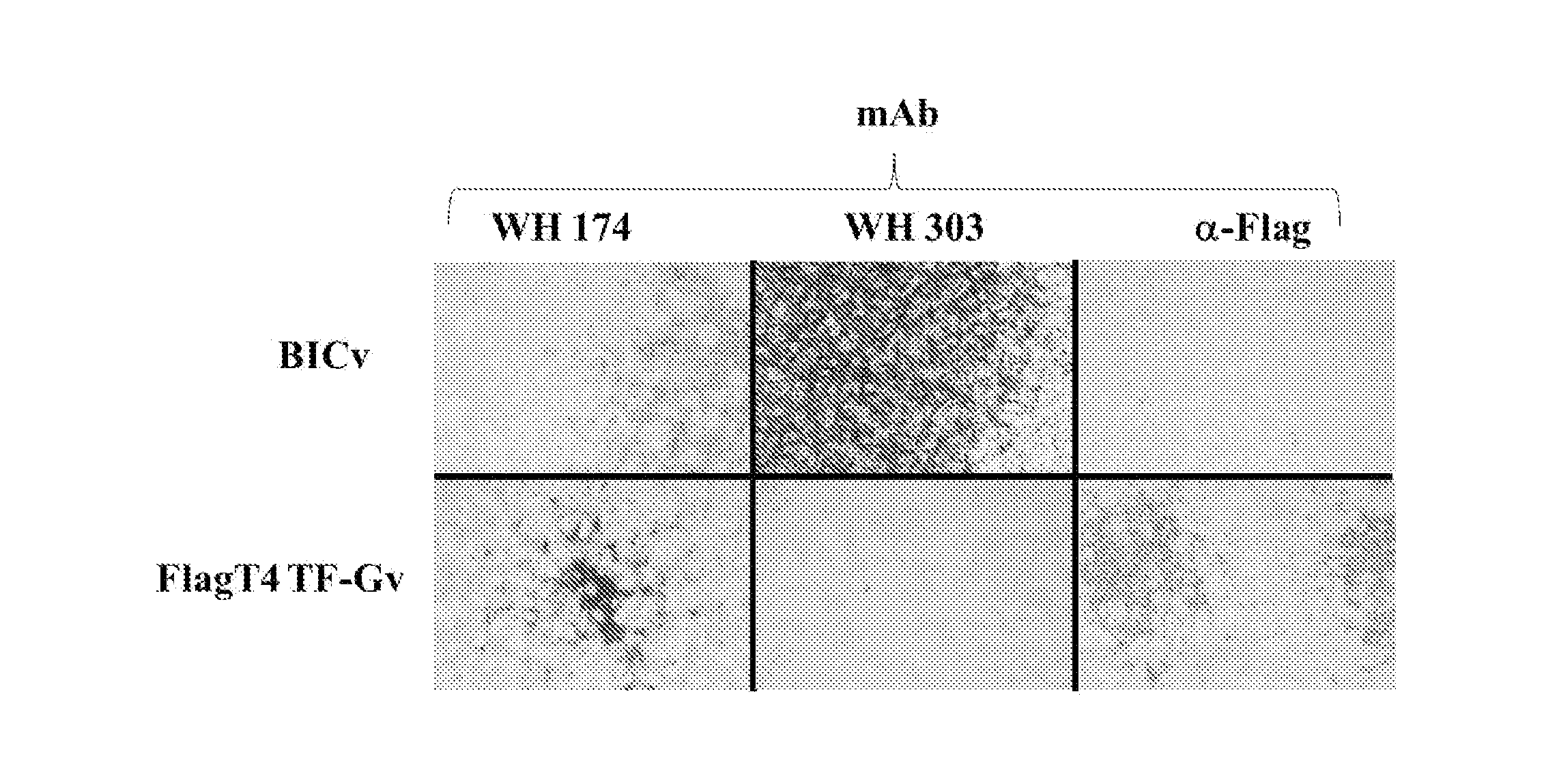 Live Attenuated Antigenically Marked Classical Swine Fever Vaccine