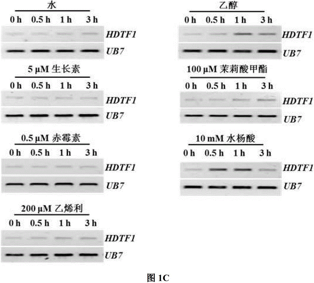 Cotton homologous structure field transcription factor gene GbHDTF1 and and application thereof