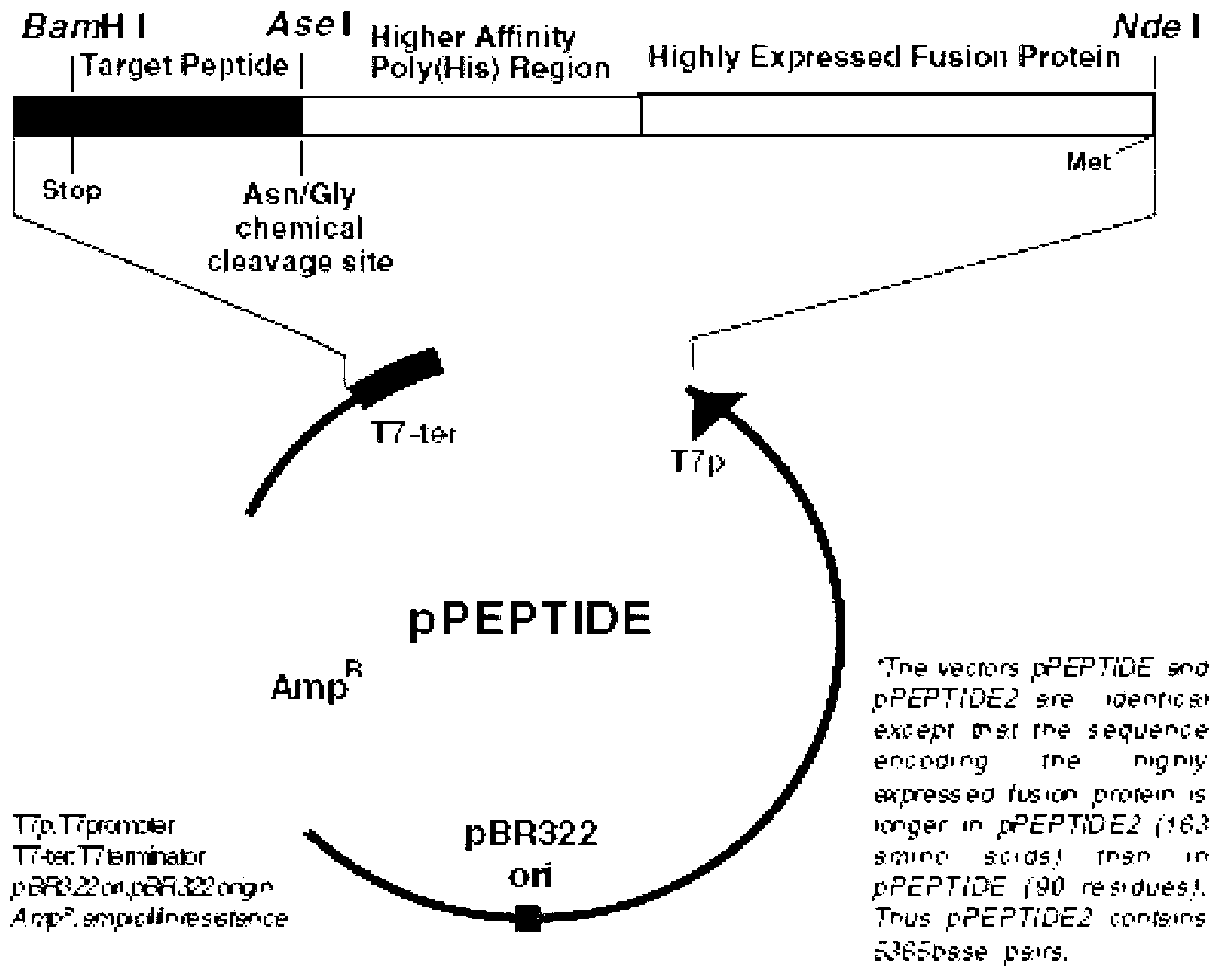 Hydrophobic-region-deletion HIV (Human Immunodeficiency Virus) type I Tat protein mutant sequence and applications thereof