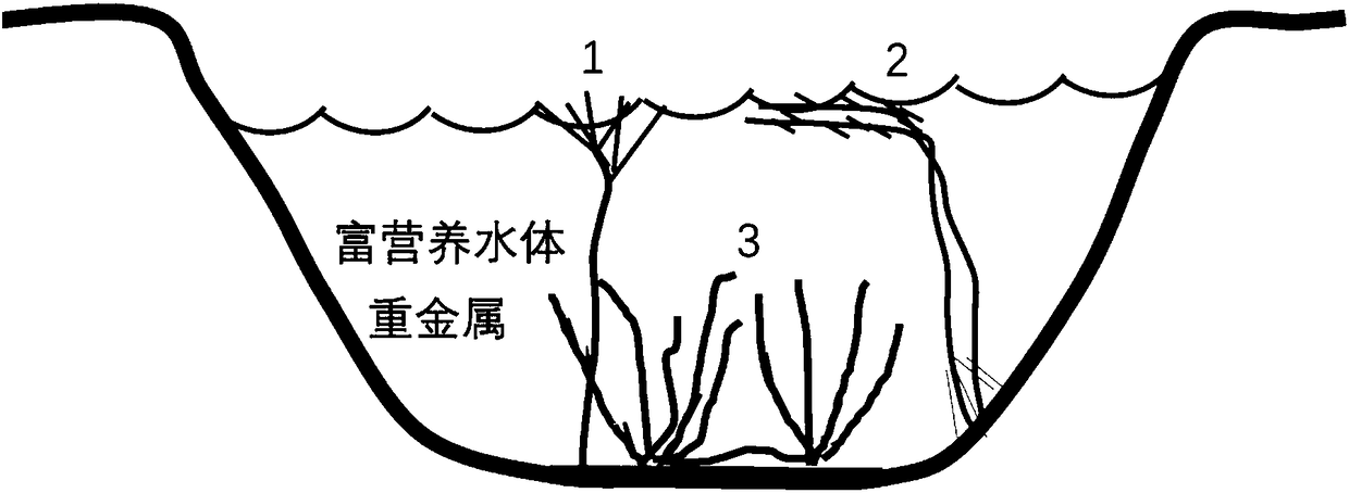 Method for enriching heavy metals in eutrophic water body by means of configuration of submerged plants