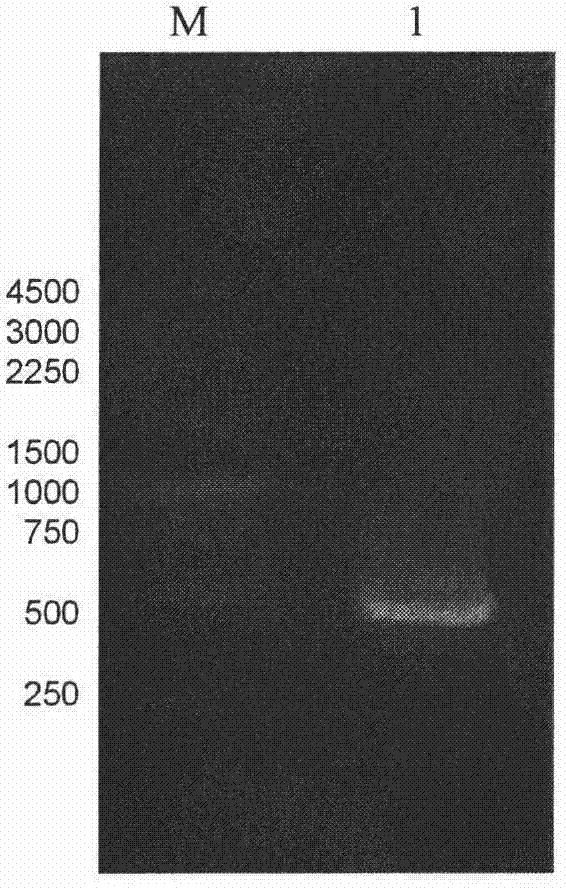 P-nitrophenylalanine multi-locus introduction human tumor necrosis factor-alpha