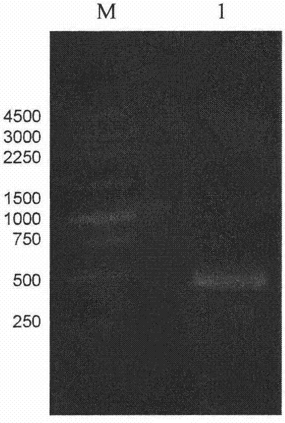 P-nitrophenylalanine multi-locus introduction human tumor necrosis factor-alpha