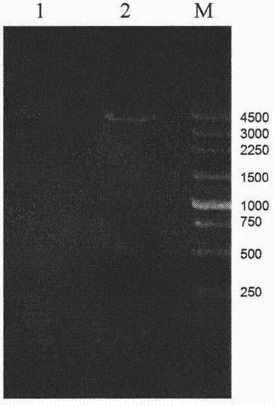 P-nitrophenylalanine multi-locus introduction human tumor necrosis factor-alpha