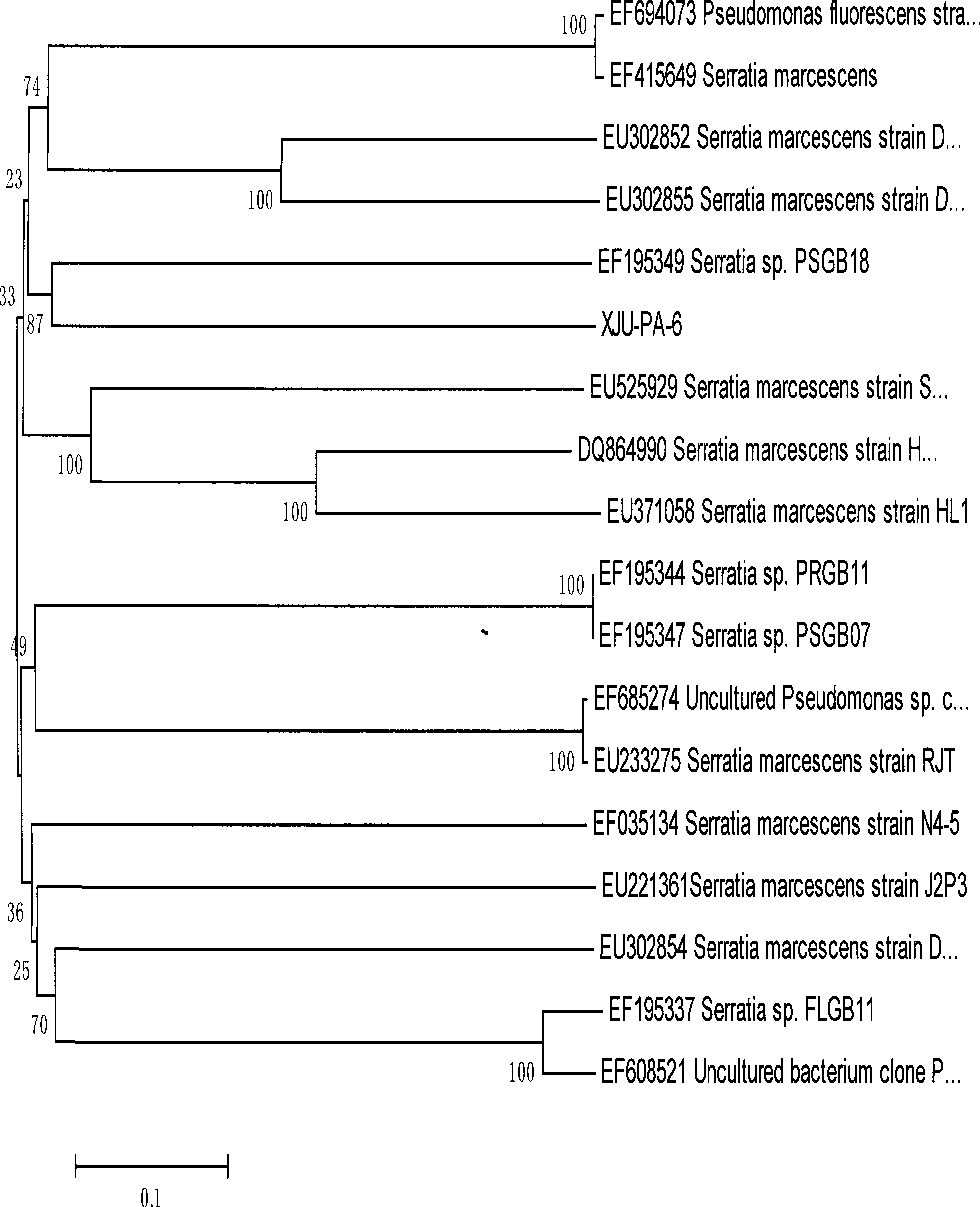 Bacillus prodigiosus and prodigiosin producted thereby