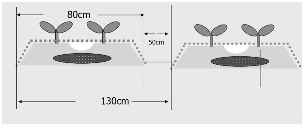 Efficient method for planting garlic/broad beans after harvesting pepper