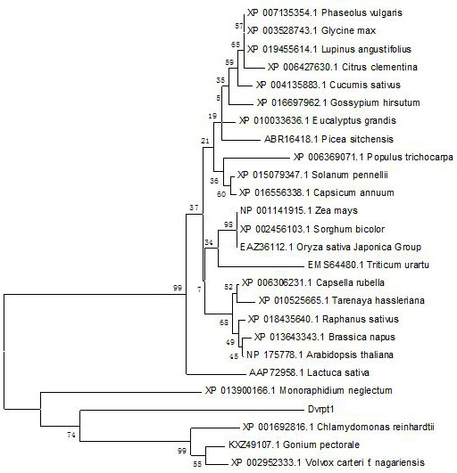 Gene dvrpt1 with salt tolerance function, its encoded protein and its application