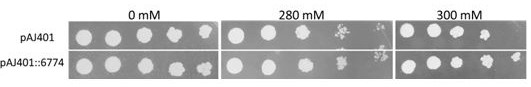 Gene dvrpt1 with salt tolerance function, its encoded protein and its application