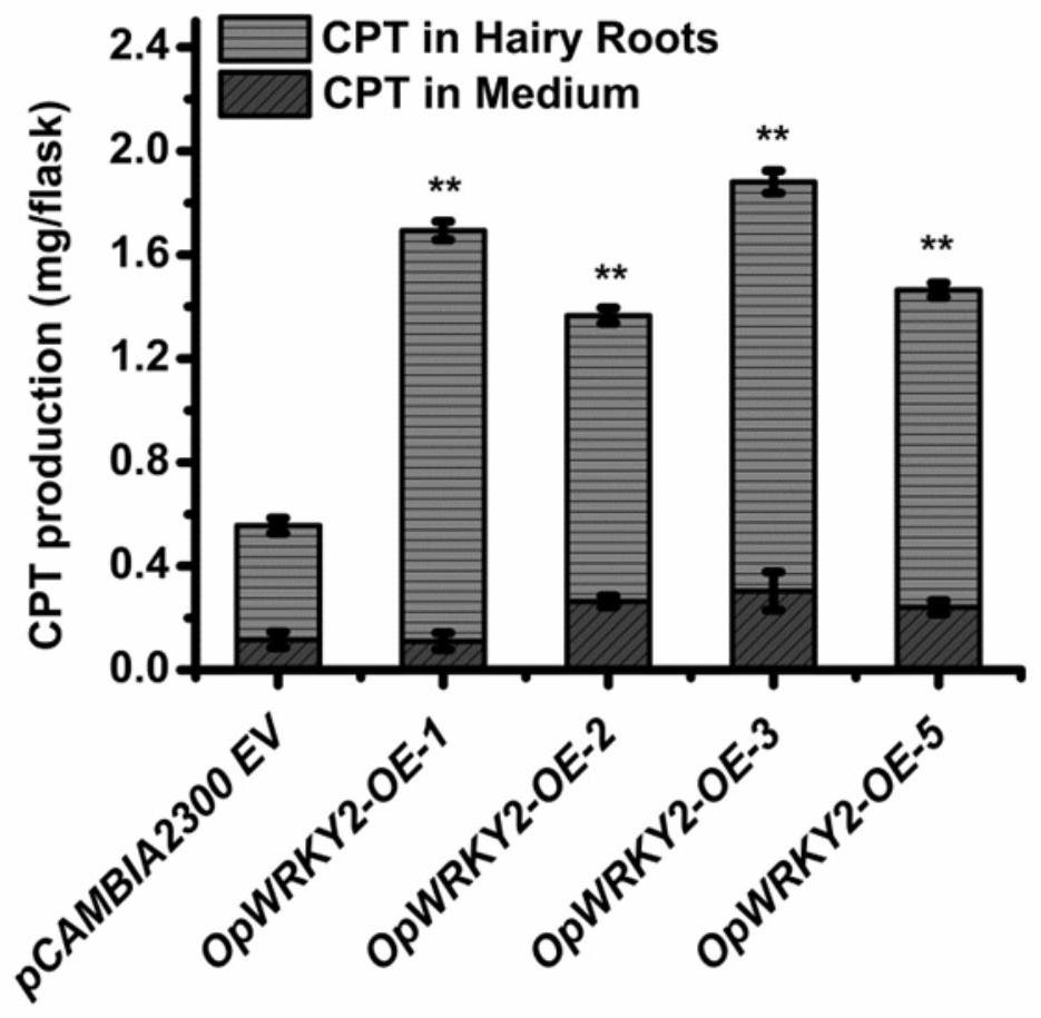 Coding sequence of opwrky2 transcription factor of snakeroot brevis and its application