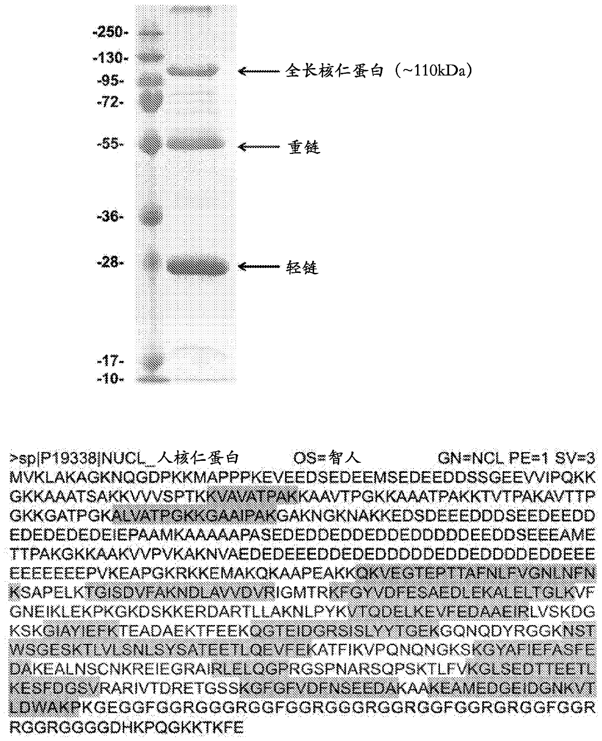 Tumor necrosis targeting compositions and methods