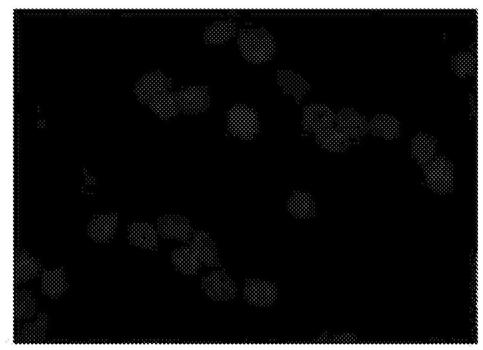 Tumor necrosis targeting compositions and methods