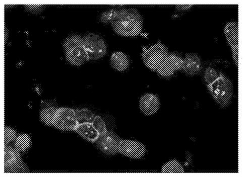 Tumor necrosis targeting compositions and methods