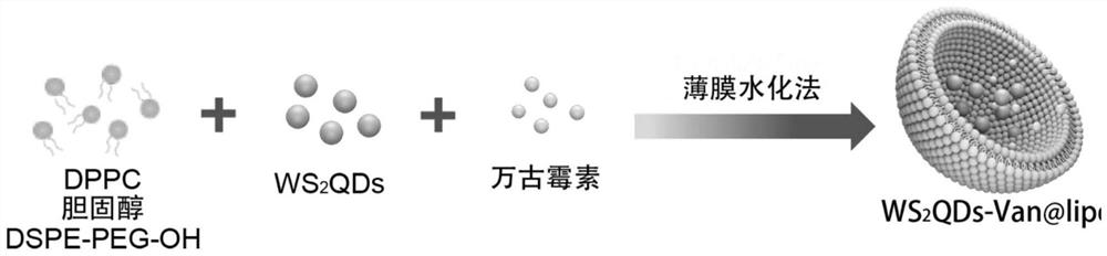 Preparation method and application of liposome composite material for light-controlled release of tungsten sulfide quantum dots and vancomycin