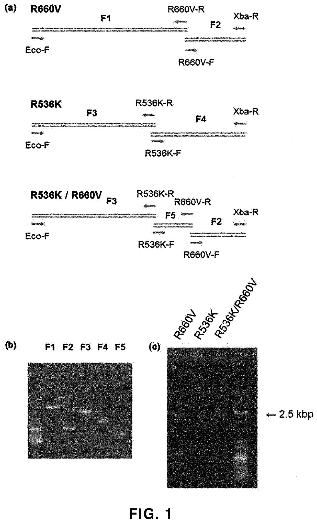 DNA polymerase with increased gene mutation specificty and PCR buffer composition for increasing activity thereof