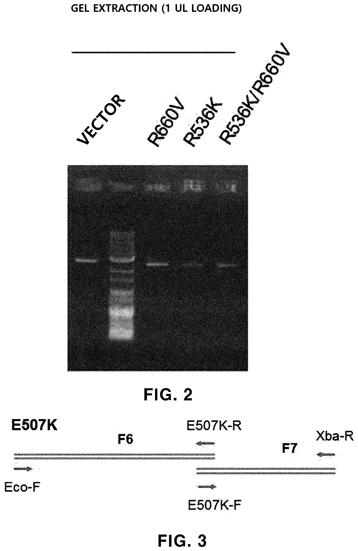 DNA polymerase with increased gene mutation specificty and PCR buffer composition for increasing activity thereof