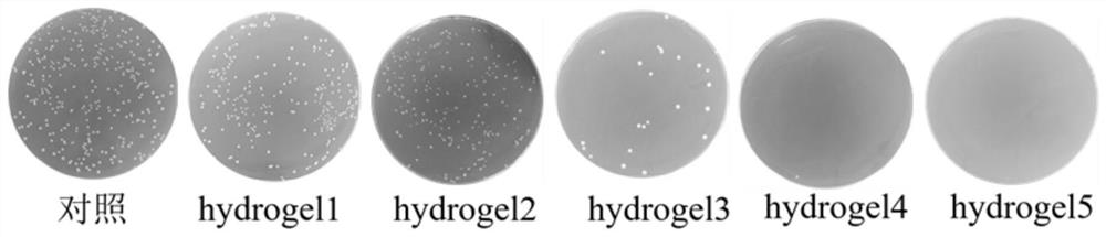 Visible-light-responsive photocatalytic antibacterial healing-promoting hydrogel and preparation method thereof