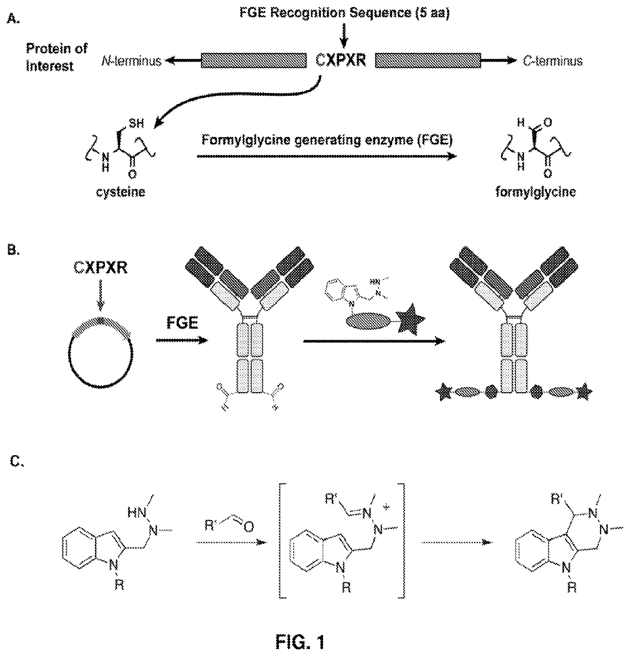 Anti-cd22 antibody-maytansine conjugates and methods of use thereof