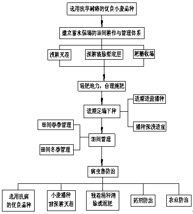 High-yield, high-efficiency and simple cultivation method for dryland wheat