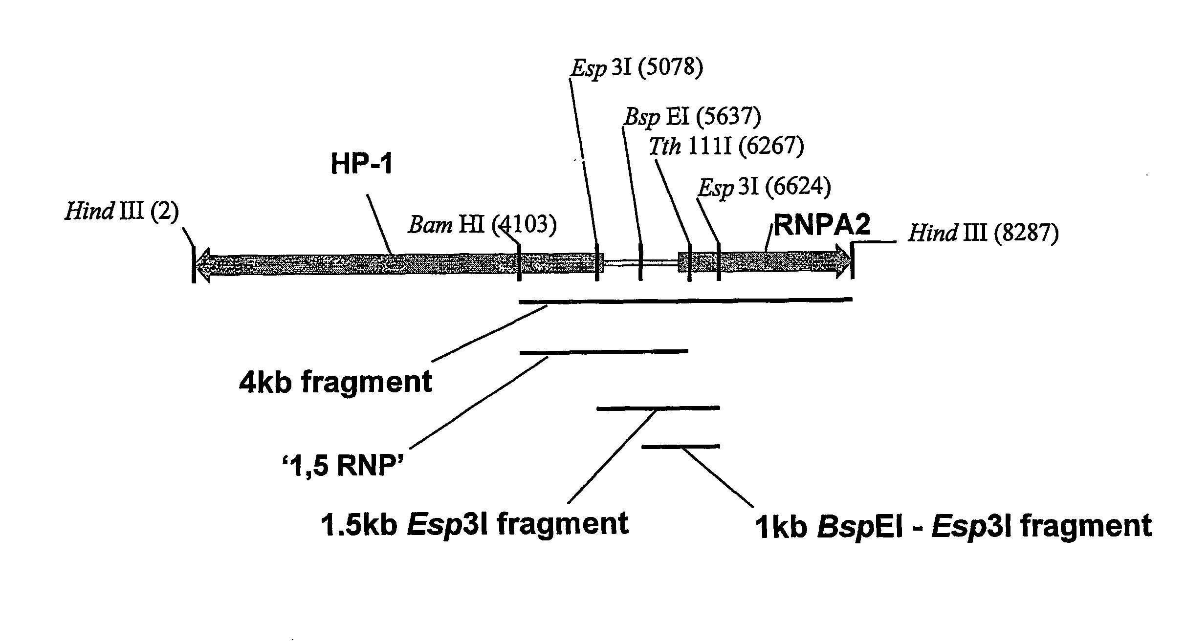 Expression Elements