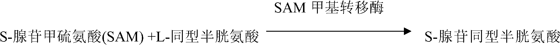 Determination method for S-adenosylmethionine methyltransferase and kit thereof