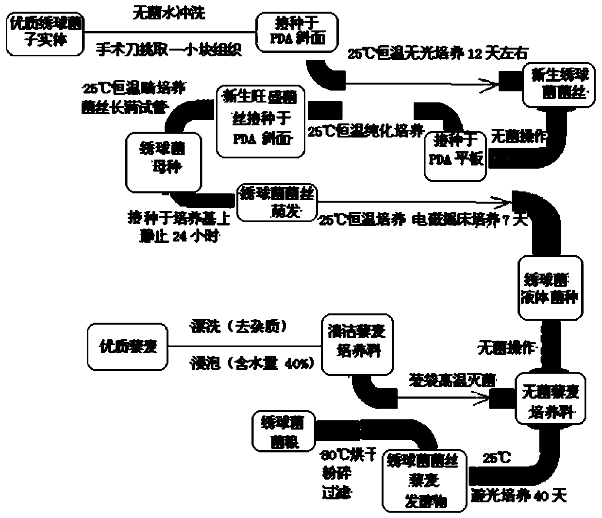 Method for producing edible sparassis crispa fungus food by using quinoa