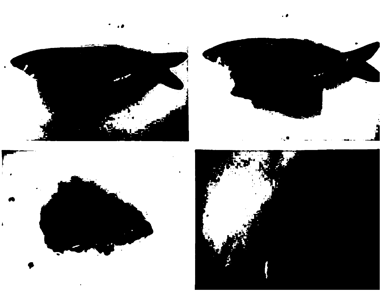 Liver-protecting gallbladder-protecting expanded grass carp compound feed and preparation method thereof