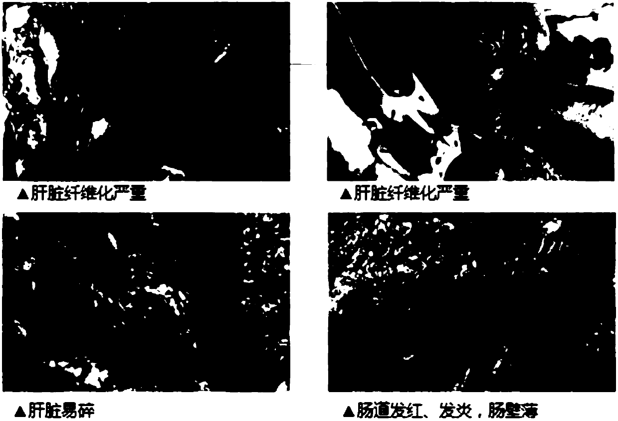 Liver-protecting gallbladder-protecting expanded grass carp compound feed and preparation method thereof