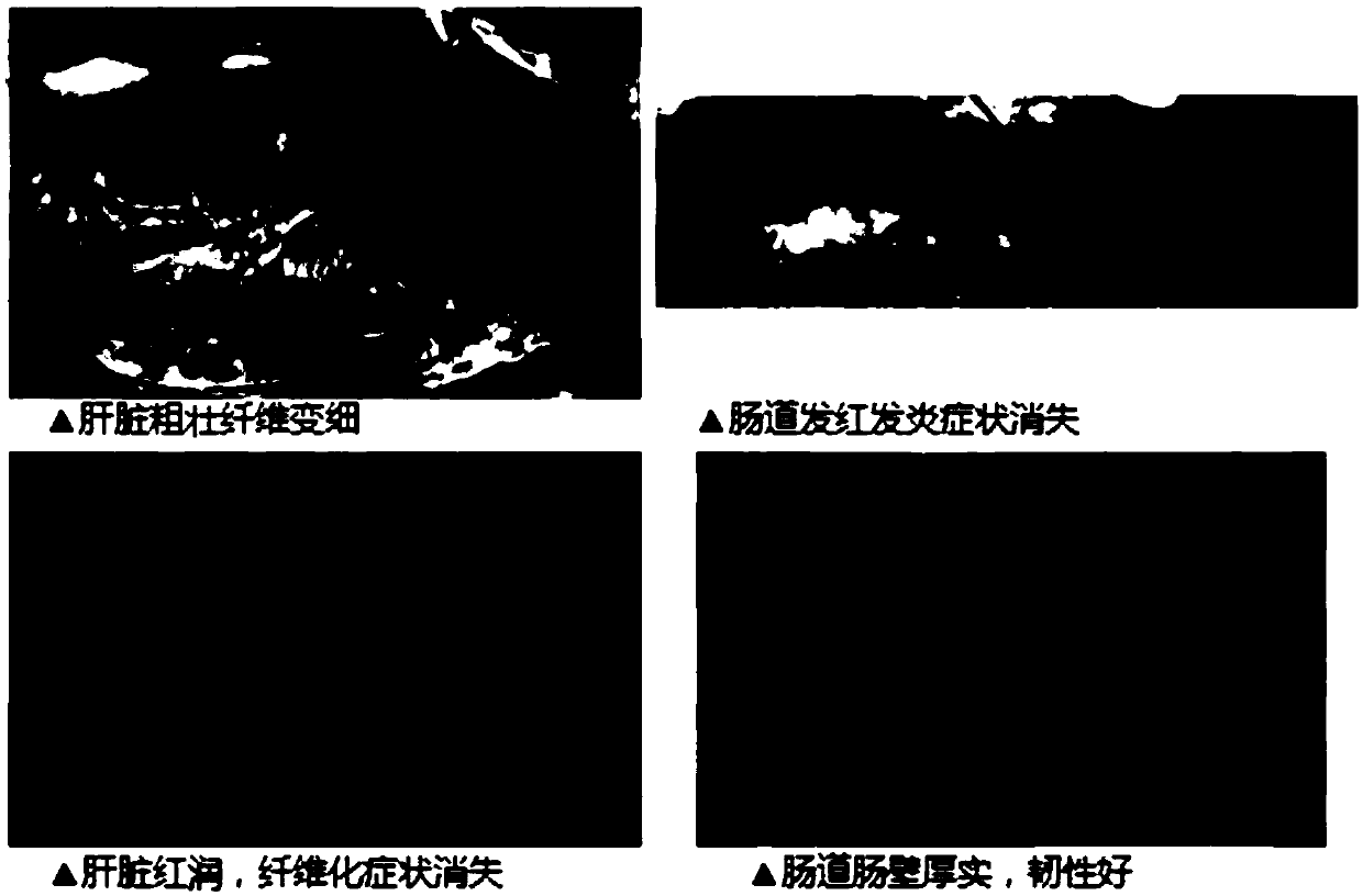 Liver-protecting gallbladder-protecting expanded grass carp compound feed and preparation method thereof