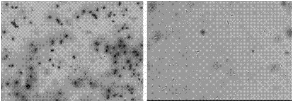 Bacillus amyloliquefaciens and application thereof