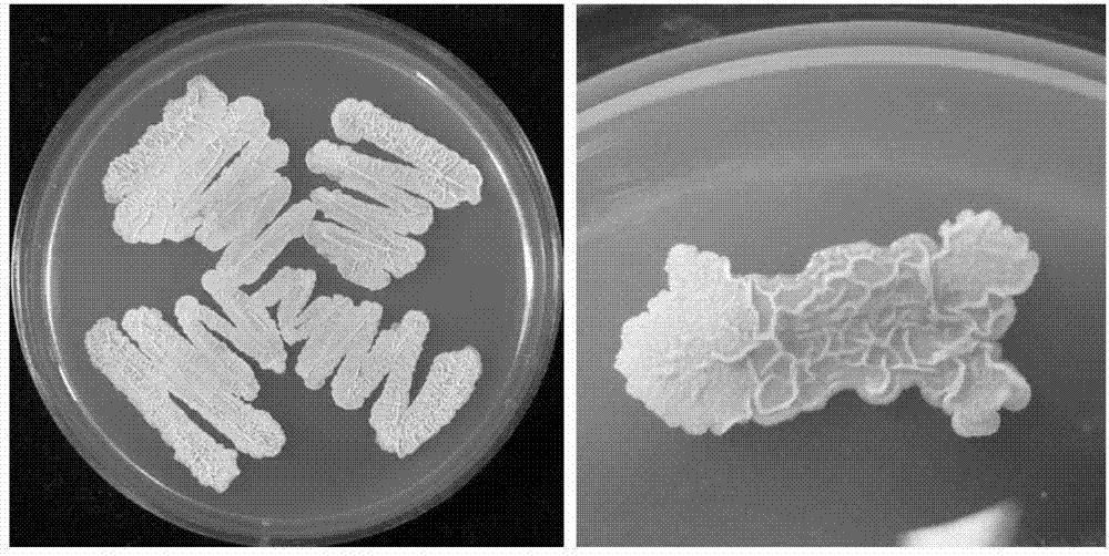 Bacillus amyloliquefaciens and application thereof