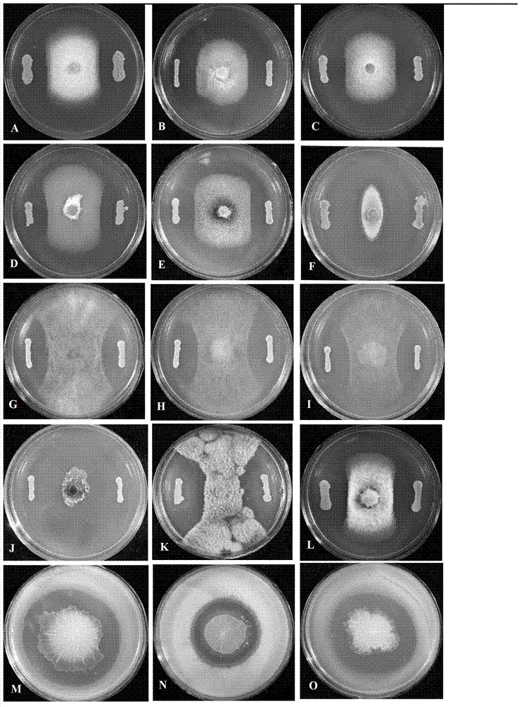 Bacillus amyloliquefaciens and application thereof