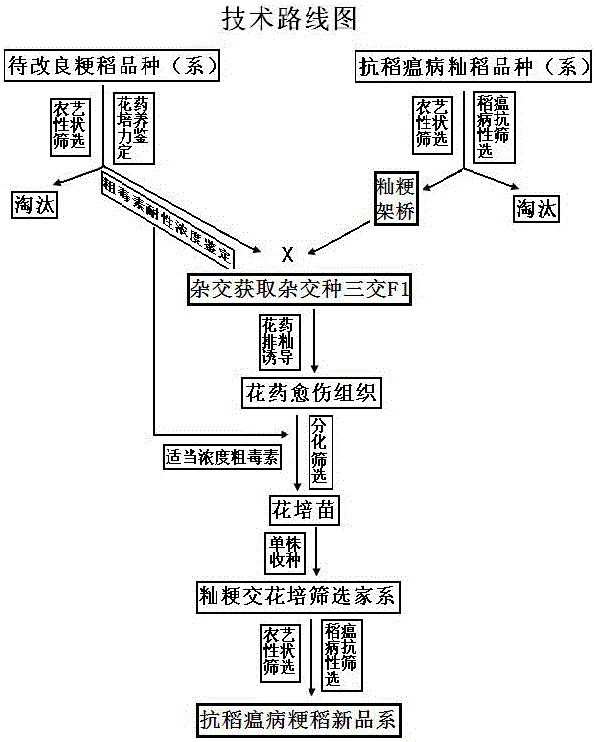 A New Breeding Method of Indica-Japonica Cross Gene Introgression for Resistance to Rice Blast