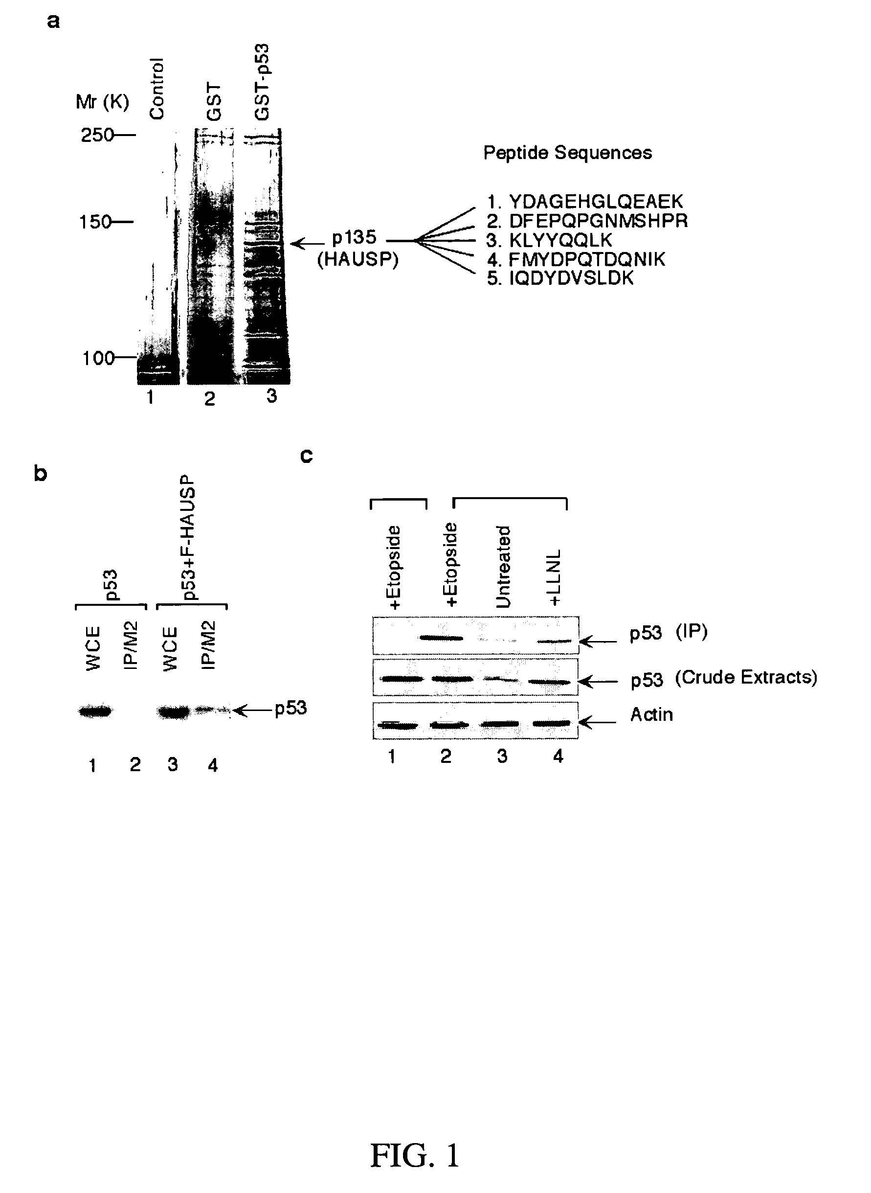 HAUSP-Mdm2 interaction and uses thereof