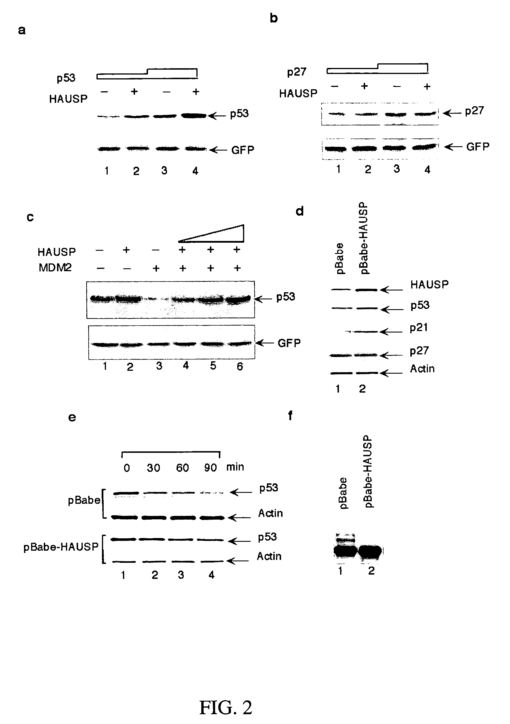 HAUSP-Mdm2 interaction and uses thereof