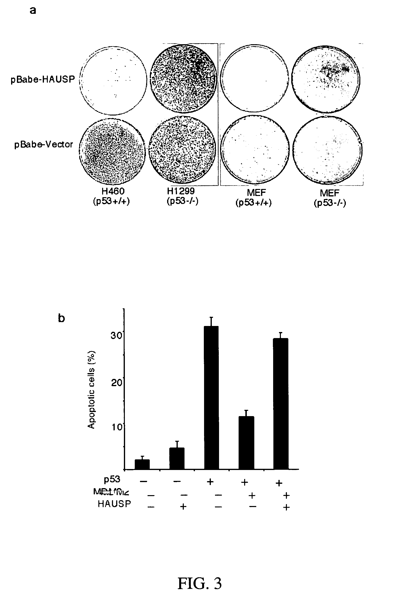 HAUSP-Mdm2 interaction and uses thereof