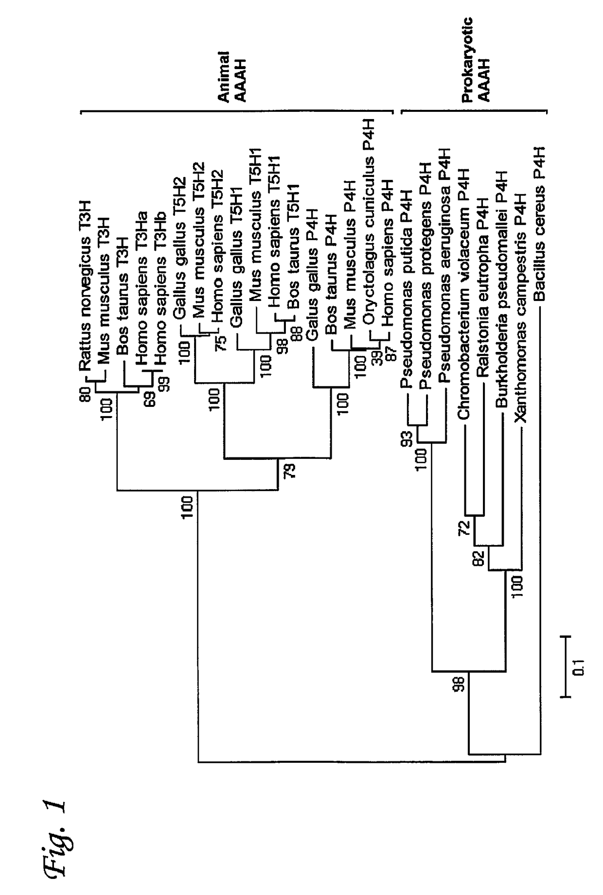 Microbial approach for the production of 5-hydroxytryptophan