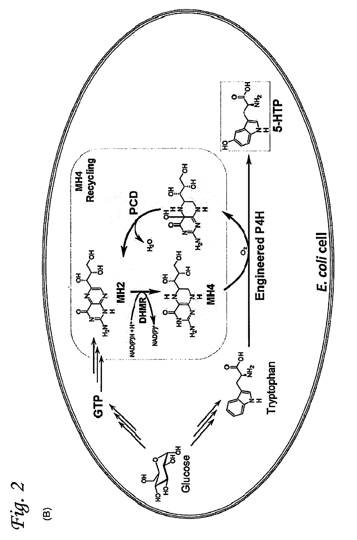 Microbial approach for the production of 5-hydroxytryptophan